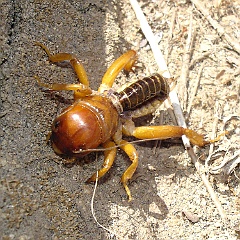 stenopelmatus - jerusalem cricket stenopelmatus